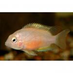  ,   (Amphilophus citrinellus, Cichlasoma citrinellum), S 