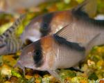   (Corydoras adolfoi), S 