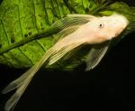    (Ancistrus cirrhosus), XL 