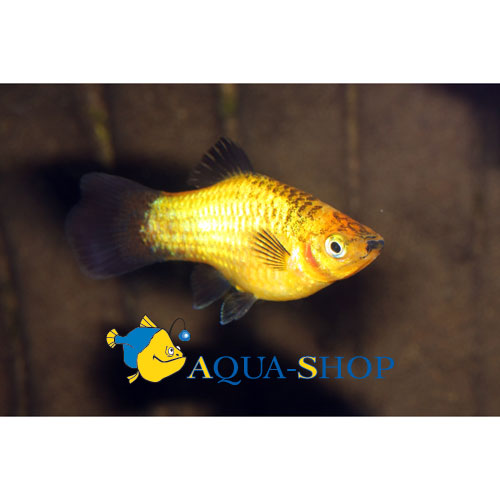    (Xiphophorus maculatus var.), M 