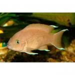   (Neolamprologus marunguensis), M 