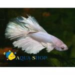   " " (Betta splendens var.), S  -  