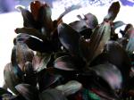  " "  (Bucephalandra sp. "Red Mini"), M 