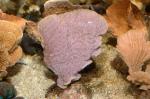  (Montipora sp.), S 