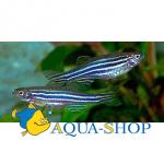  ,   (Danio rerio, Brachydanio rerio), L 
