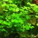 ,  ,   (Hydrocotyle tripartita), M 