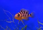  ,   (Neolamprologus sexfasciatus, Lamprologus sexfasciatus), S 