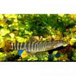  (Balitoridae Gen.sp.), M 