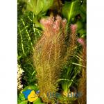   (Rotala wallichii), M   