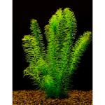   (Egeria najas), M,    