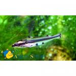   ,   (Hyalobagrus ornatus, Pelteobagrus ornatus), L 