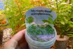    (Myriophyllum matogrossense), M 