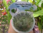 Мох Спайки меристемный (Taxiphyllum sp. "Spiky"), M 