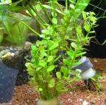  "" (Ammania sp. "Bonsai"), M 