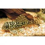  " ", L333 (Hypancistrus sp. "Yellow Tiger", L333) XL 