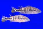   (Cichla piquiti), S 