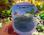 Прозерпинака болотная (Proserpinaca palustris), M 