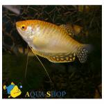    (Trichogaster trichopteris var."Cosby"), XL 