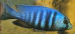   (Placidochromis electra, Haplochromis electra), M 