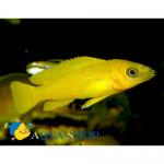  ,  (Neolamprologus leleupi), XL 