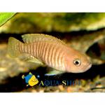   (Neolamprologus multifasciatus), M 