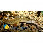   (Mastacembelus armatus), XL 