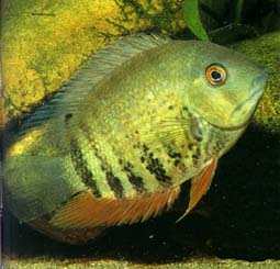   (Heros severus, Cichlasoma severum), M 