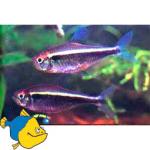   (Hyphessobrycon herbertaxelrodi), L 