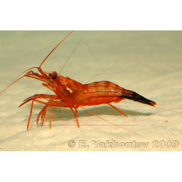 -  (Lysmata wurdemanni), L