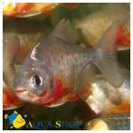  , ,   (Piaractus brachypomus, Colossoma brachypomus, Colossoma bidens), L 