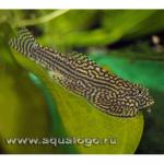  (Sewellia lineolata), L 