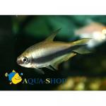  (Nematobrycon palmeri), S 