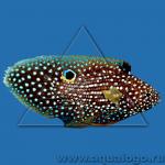 - (Calloplesiops altivelis), S 