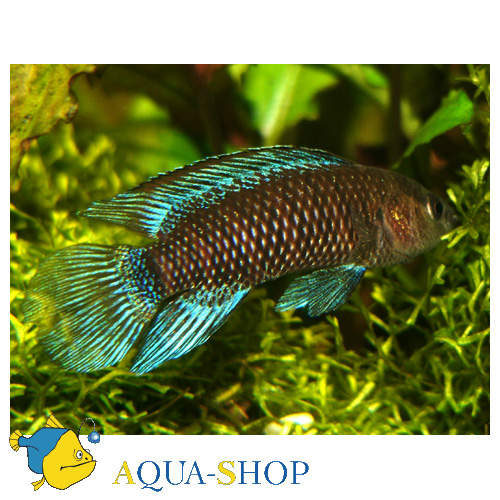 - (Badis badis), S 