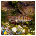   (Barbus fasciolatus, Barbus barilioides), L 