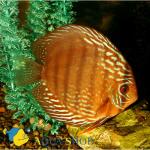    (Symphysodon aequifasciatus var.), XL 