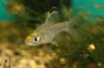   (Puntius sp., Oreichthys sp.), S 