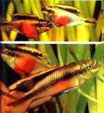 Пельвикахромис крибенсис, Попугай, Крибенсис, Пульхер (Pelvicachromis pulcher), XL 