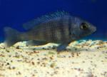   (Placidochromis phenochilus, Haplochromis phenochilus), M 