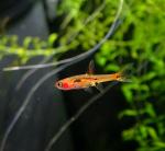  ,   (Boraras merah), M 