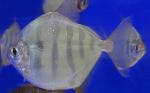  ,   (Metynnis fasciatus), S 