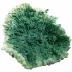Коралл искусственный FERPLAST зеленый мал