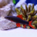  ,   (Epalzeorhynchos frenatus, Labeo frenatus), XL 