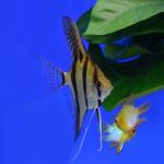  " " (Pterophyllum scalare var.), M 