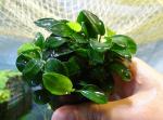   "" (Anubias barteri "Petite"), S 