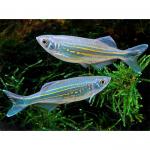   (Devario aequipinnatus, Danio aequipinnatus, Danio "malabaricus"), L 