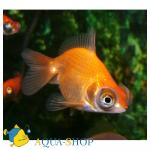   (Carassius auratus var.), S 