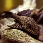  ,   (Pterygoplichthys sp.), XXL 