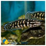   -  "" (Julidochromis transcriptus var. "Gombi"), S 