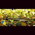  (Sturisoma panamense), XXL 